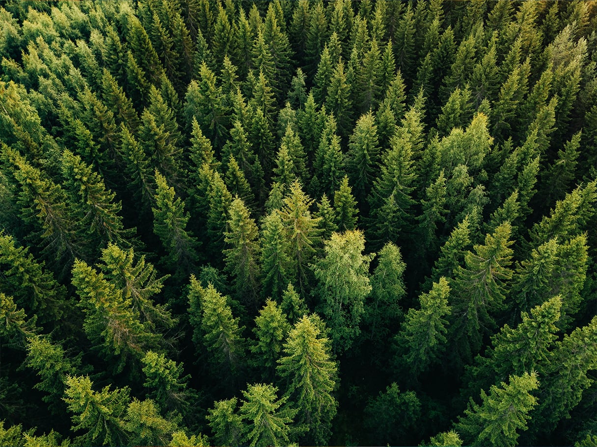 Sustainable Forestry